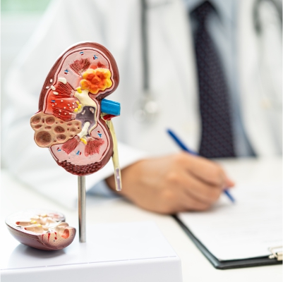 Fellowship in Pediatric Nephrology (1 year)